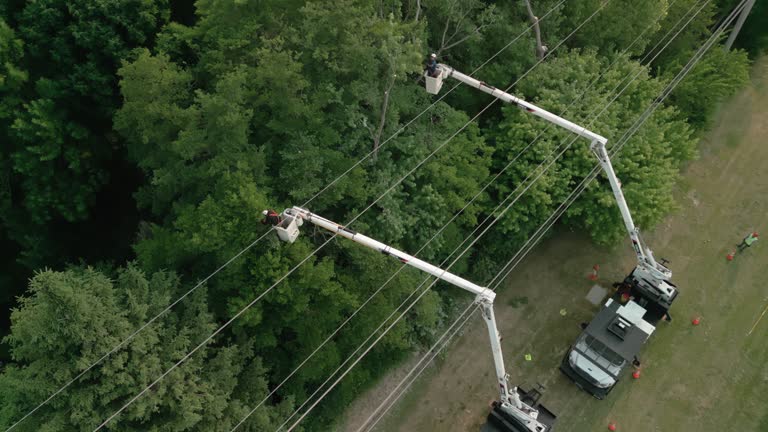 How Our Tree Care Process Works  in Brewster, OH